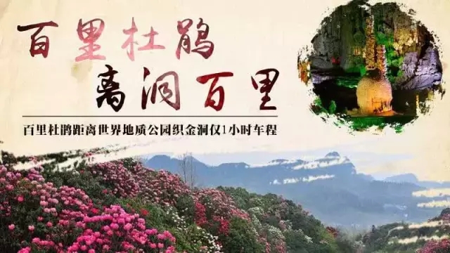 杜鹃花开靓百里，离洞百里一时抵