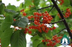 樱花林