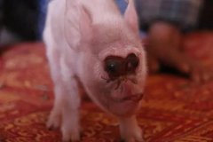 织金少普镇一母猪竟然生下“猴崽“，长相超惊悚！