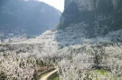 未来一月，最适情侣游的织金洞浪漫花季
