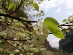 织金洞浪漫花期的《中国诗词大会》