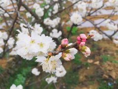 《织金洞诗词选登》第一期
