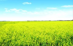 “贵州十大最美油菜花农事景观”评选结果公示