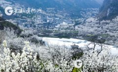 山坳坳里有一个隐秘的村庄，樱桃花正悄悄绽放……